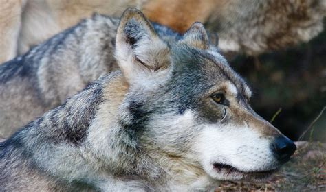 Wolfstock23 By Themysticwolf On Deviantart