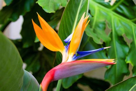 Le Meilleur Sol Pour Faire Pousser Un Strelitzia Tout Ce Que Vous