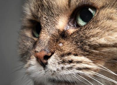 Cat Skin Cancer: Types, Signs, and Treatment | Great Pet Care