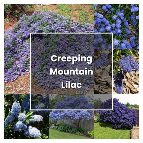 How To Grow Creeping Mountain Lilac Plant Care Tips NorwichGardener