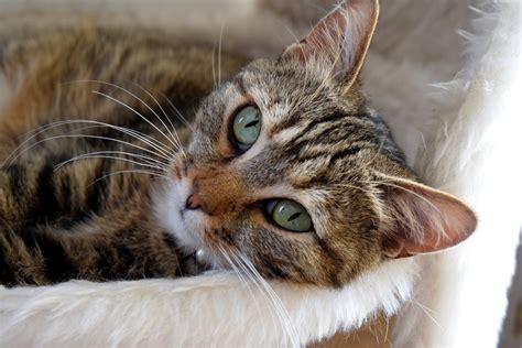 1920x1080 Wallpaper Gray Tabby Kitten Peakpx