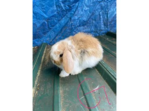 Pedigreed Holland Lop Bunnies Available Near Tennessee United States