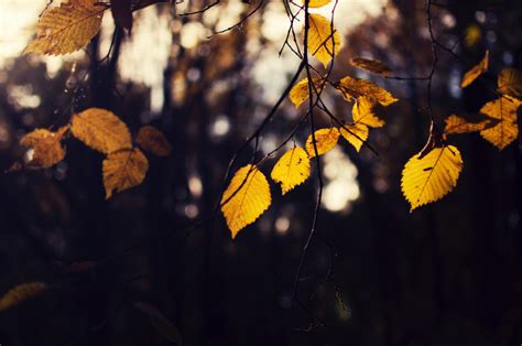 Free Images Tree Nature Branch Light Sunlight Leaf Flower