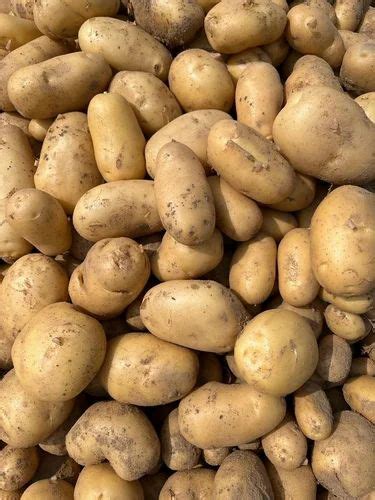 Brown A Grade Potato At Rs 1500 Quintal In Jyotiba Phule Nagar ID