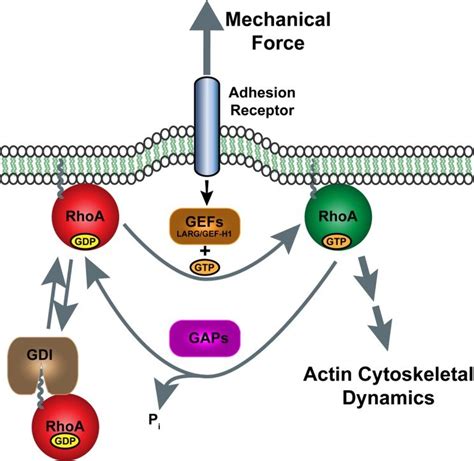 Regulation Of Rhoa Activity By Mechanical Force On Adhesion Receptors