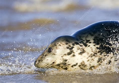 Grey seal - Stock Image - Z936/0255 - Science Photo Library