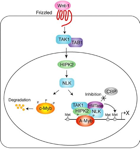 The Wntnlk Signaling Pathway Inhibits A Myb Activity By Inhibiting The