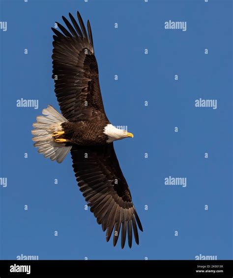 Flying Eagle In Blue Sky Hi Res Stock Photography And Images Alamy