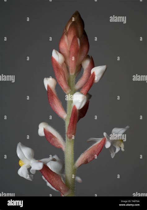 The flowers of a Black Jewel Orchid Stock Photo - Alamy