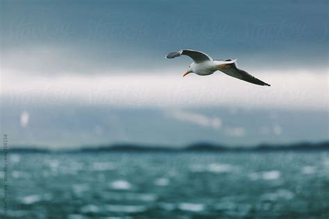 Seagull Flying Over The Arctic Ocean By Stocksy Contributor Victor