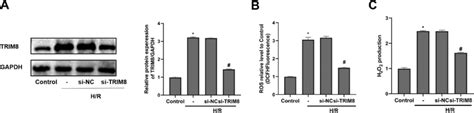 Trim Inhibition Attenuated Oxidative Stress Induced By H R In Hk