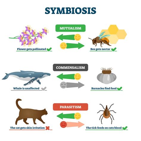 211 Biology Animals Mutualism Royalty-Free Images, Stock Photos ...