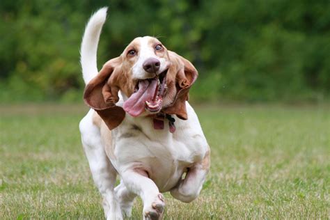 Basset Hound Dog Breed Information Pictures And More