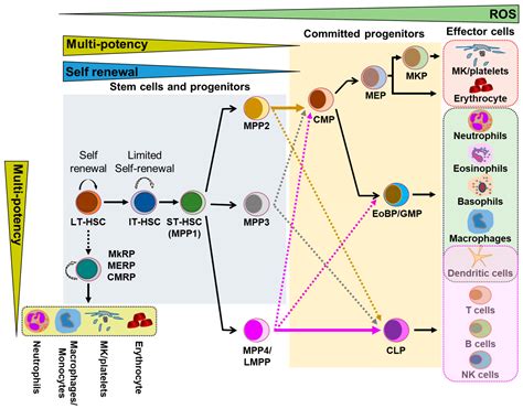 Bone Marrow Hematopoietic Stem Cells