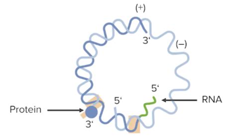 [Solved] ssRNA and dsRNA viruses structure and associated illness and ... 