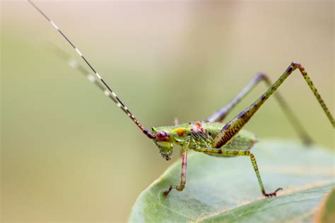 Cricket Insect Free Stock Cc Photo Stocksnap Io