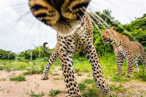 Leopard Nose Burrard Lucas Photography