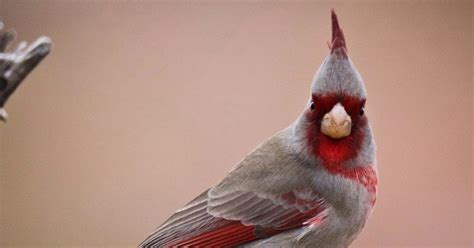 Feather Tailed Stories Pyrrhuloxia