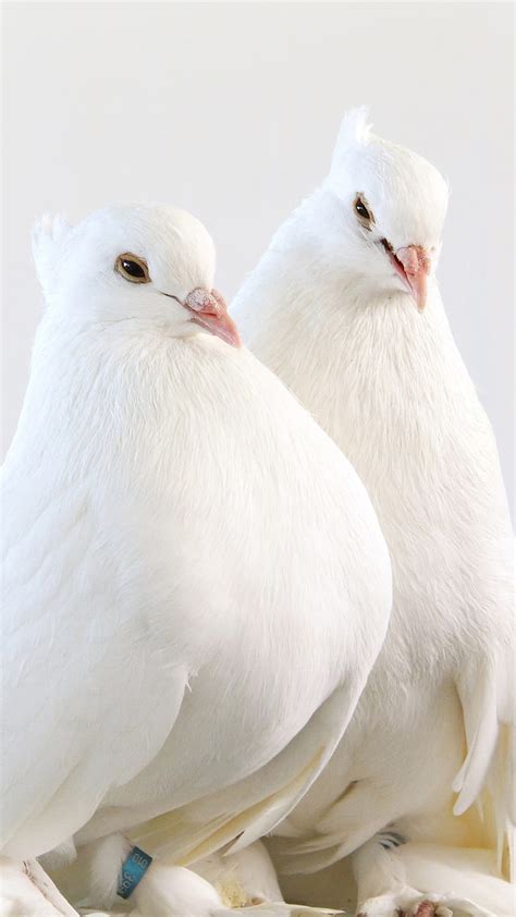 White Pigeons One Pair Birds 1080x1920 Iphone 8766s Plus