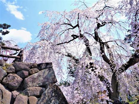 青森 弘前公園の桜 No 25771919｜写真素材なら「写真ac」無料（フリー）ダウンロードok