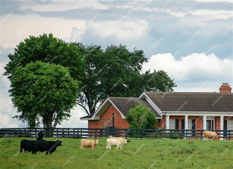 Premium Photo Cattle Farm Modern Farm Cowshed Milking Cows Cows