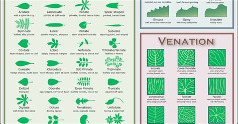 The Dutch Md Chart For Identifying Shape Margin And Venation