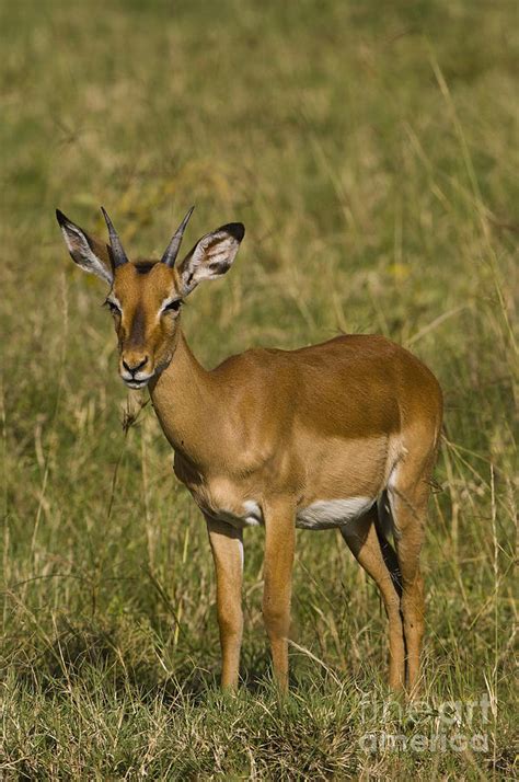 Impala Female Photograph by John Shaw - Pixels