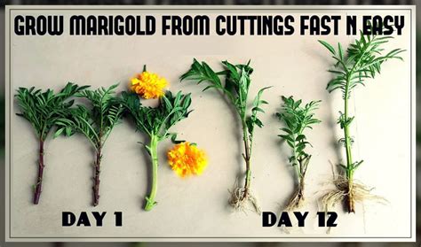 Growing Marigolds In Garden Al Ardh Alkhadra