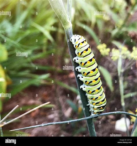 The life cycle of the black swallowtail butterfly during its caterpillar stage Stock Photo - Alamy