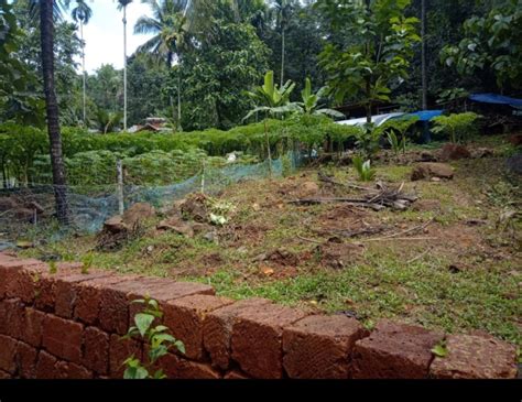 Residential Plot 15 Cent For Sale In Karuvanchal Kannur REI1147703