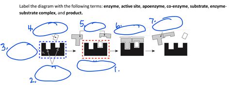 Solved Label the diagram with the following terms: enzyme, | Chegg.com