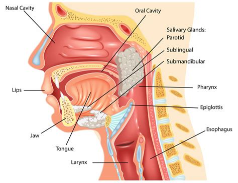 What You Should Know About Head and Neck Cancers