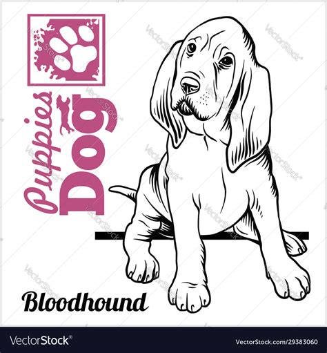 Bloodhound Puppy Sitting Drawing Hand Sketch Vector Image