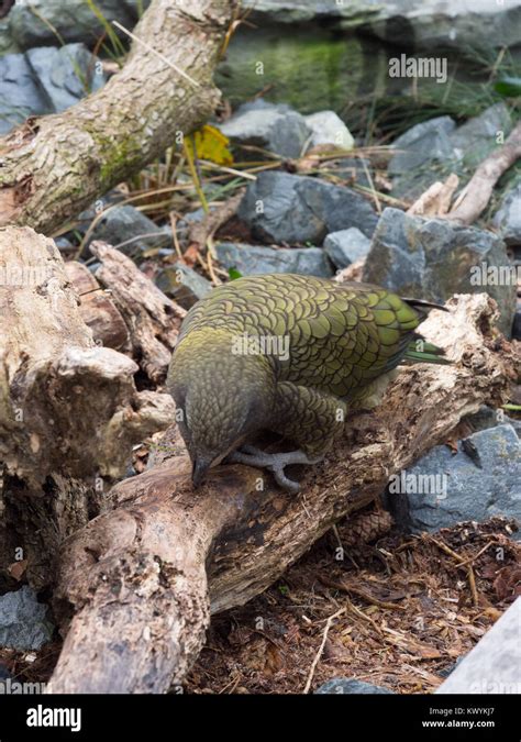 Kea Bird Hi Res Stock Photography And Images Alamy