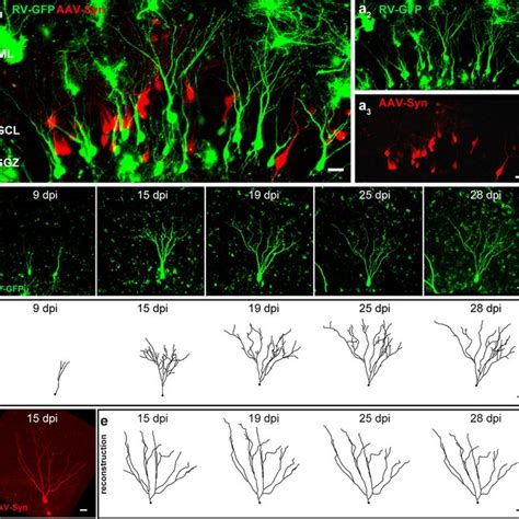 Time Lapse Imaging And Reconstruction Of Rv Cag Gfp Labeled Postnatally