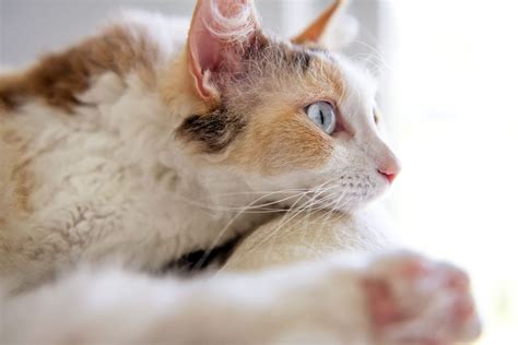 Laperm Cat Breed Information Characteristics