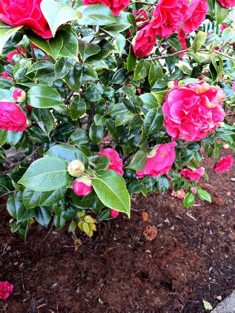 Japanese Camellia Camellia Japonica Double Red Cultivar Stock Image