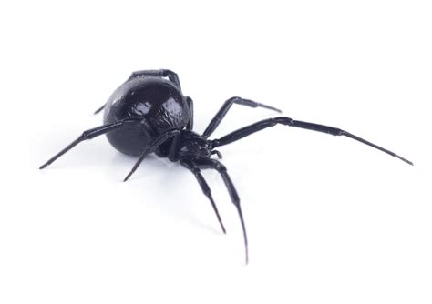 Black Widow Spider Bite Stages and Symptoms | AAI Pest Control