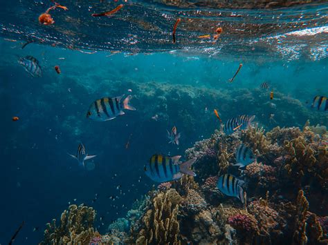 Starfish Underwater · Free Stock Photo