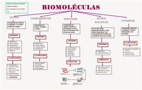 Biomol Culas Caracter Sticas Y Tipos Cuadros Comparativos Cuadro