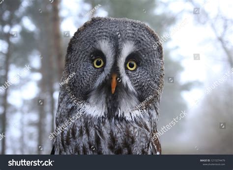 23,372 Grey Owl Images, Stock Photos & Vectors | Shutterstock