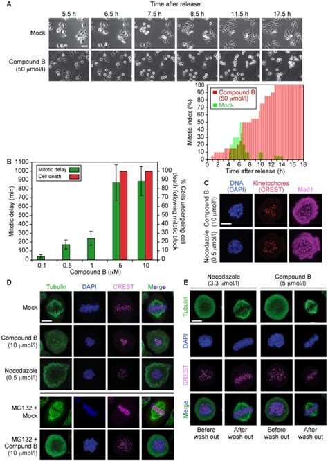 Live Cell Imaging Of Hela Cells Synchronized In G1s And Released Into