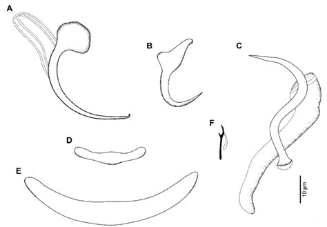 Af Sclerotized Structures Of Heteropriapulus Simplex Li And Huang