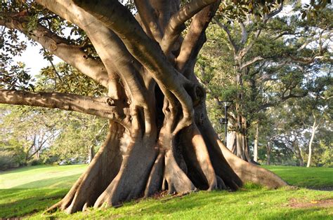 Sydney - Australia: Port Jackson Fig Tree