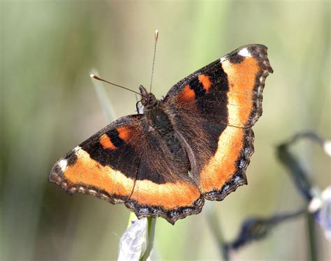 Brown Butterflies Species Facts Comparisons And Photographs