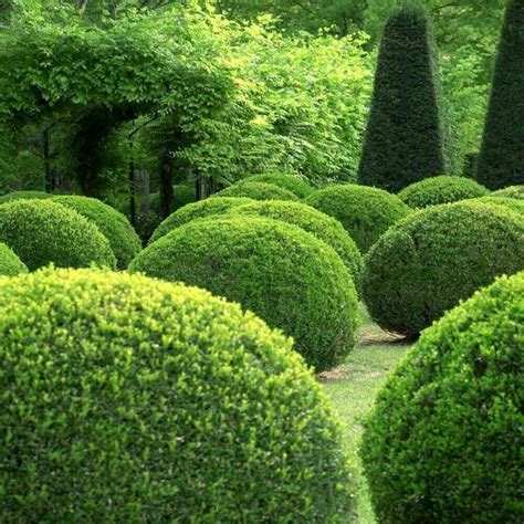 Buxus Box Hedging Plant Sempervirens Dense Evergreen Dwarf Etsy Uk