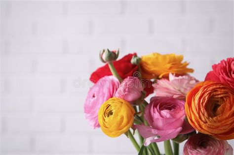 Beautiful Fresh Ranunculus Flowers Near White Brick Wall Closeup