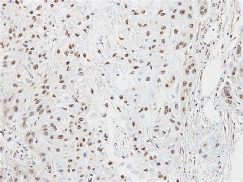 CREB3 Antibody NBP1 32065 Novus Biologicals