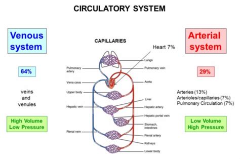 Fe Hemodynamics Microcirculation Regulation Flashcards Quizlet