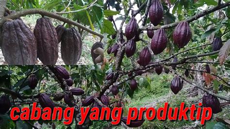 Cara Pemangkasan Kakao Meilih Cabang Yang Produktif Pada Tanaman